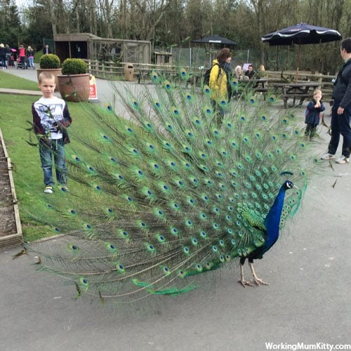 Peacock opens up his beautiful tail