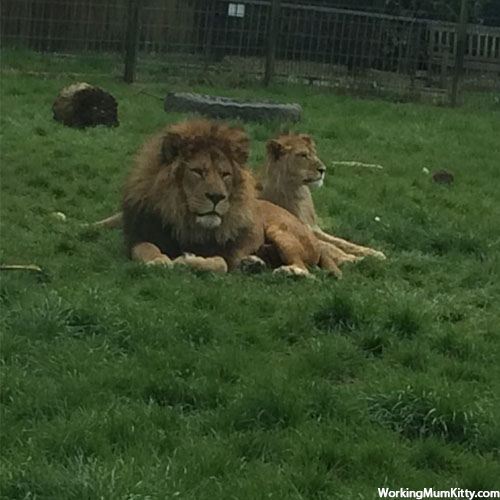 The King of the jungle is resting with his lovely wife