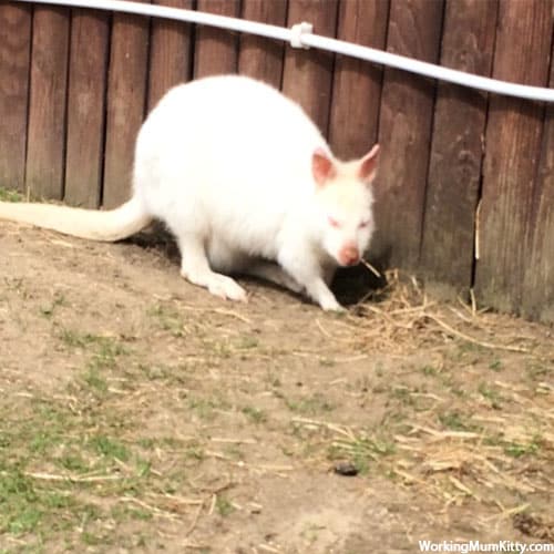 White wallaby with pinky eyes