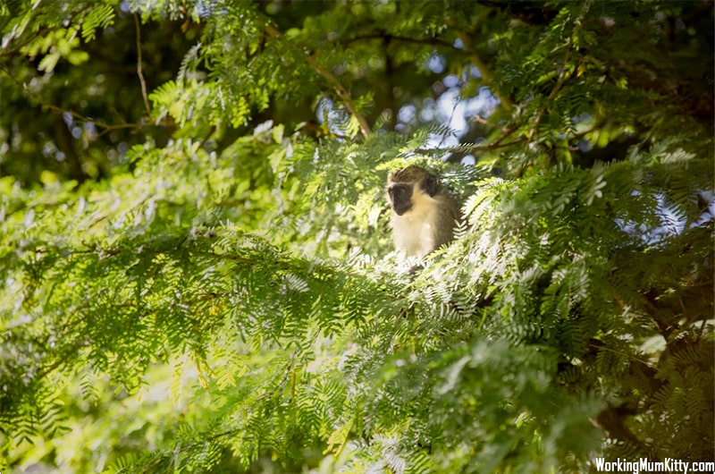 Monkey at Bridgetown, Barbados
