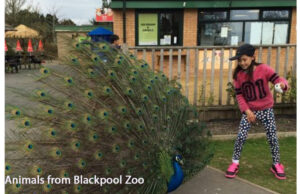 Animals from Blackpool Zoo