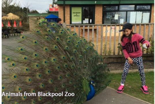 Animals from Blackpool Zoo