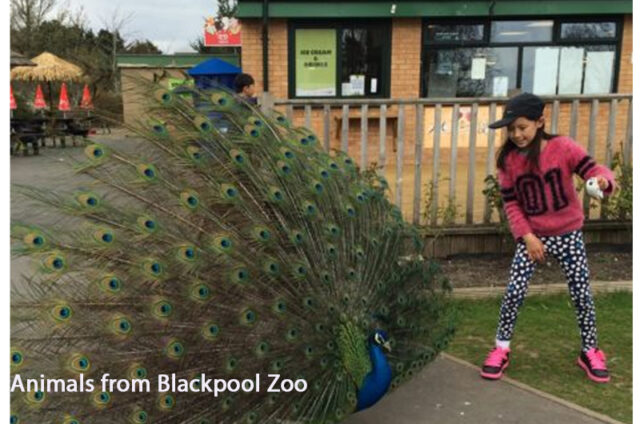 Animals from Blackpool Zoo