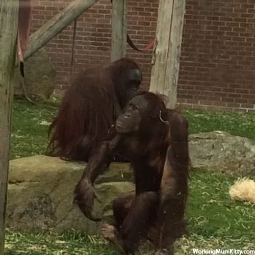Orangutans are helping each other