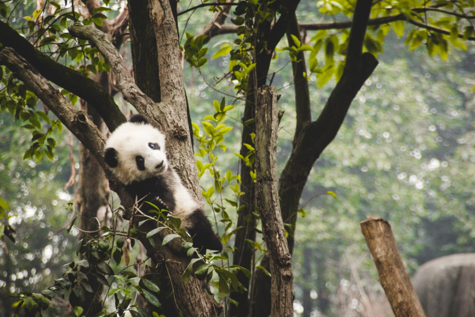 Chengdu Research Base of Giant Panda Breeding